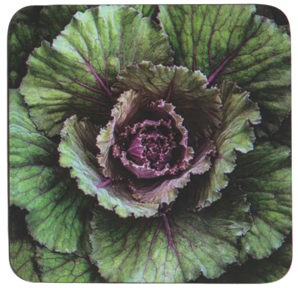 RockFlowerPaper  Artful Coasters (Square) - 4 pc. - Image 3